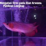 Stres pada Ikan Arwana