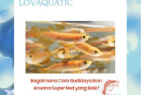Bagaimana Cara Budidaya Ikan Arwana Super Red yang Baik?