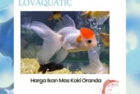 Menakjubkan! Ternyata Ini Harga Ikan Mas Koki Oranda di Pasar Indonesia