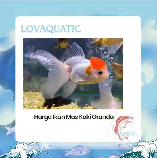 Menakjubkan Ternyata Ini Harga Ikan Mas Koki Oranda Di Pasar Indonesia