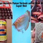 Pakan Ikan Arwana Super Red