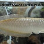 Harga Ikan Arwana Silver
