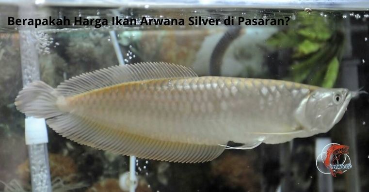 Berapakah Harga Ikan Arwana Silver di Pasaran?