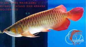 Hal yang Wajib Kamu Ketahui tentang Ikan Arwana Golden Red