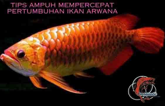 Tips Ampuh Mempercepat Pertumbuhan Ikan Arwana