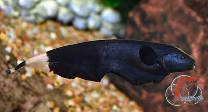 Ikan Black Ghost