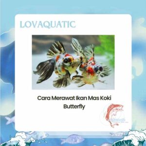 Mudah Banget! Inilah Cara Merawat Ikan Mas Koki Butterfly