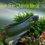 Keunikan Channa Ikan Barca