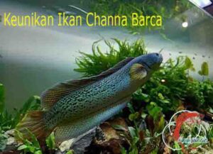 Keunikan Channa Ikan Barca