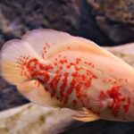 ikan oscar albino