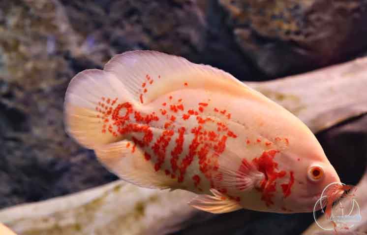 ikan oscar albino