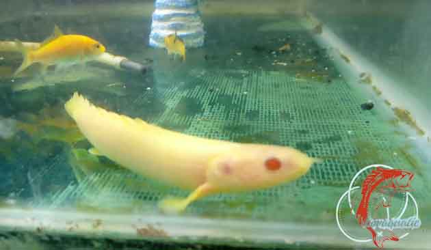 Ikan Palmas Albino