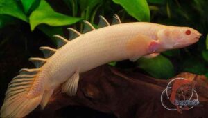 Fakta Menarik tentang Ikan Palmas Albino yang Perlu Kalian Ketahui