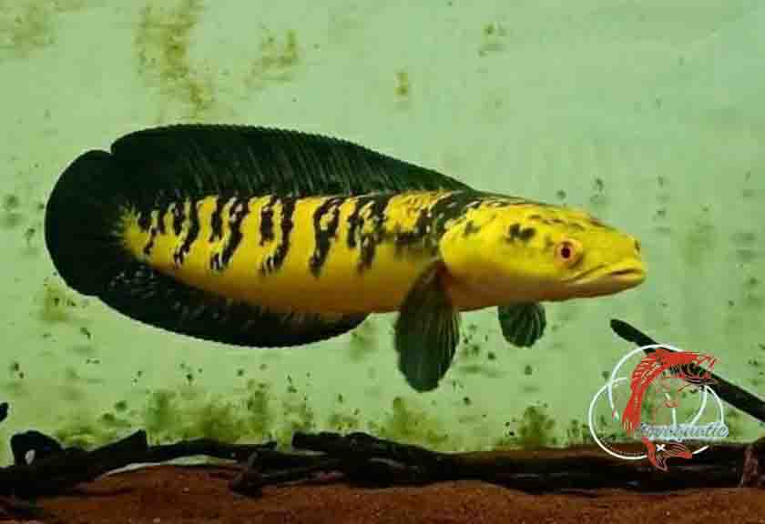 Membongkar Fakta Unik tentang Channa Maru Yellow Sentarum