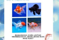 Bagaimana Cara Untuk Membedakan Jenis-Jenis Ikan Mas Koki?