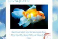 Cara Memulai Hobi Baru dengan Ikan Mas Koki: Menjelajahi Kecantikan Ikan Hias