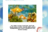 Filter yang Cocok untuk Ikan Mas Koki Agar Menjaga Kebersihan dan Kesehatan Ikan Kamu