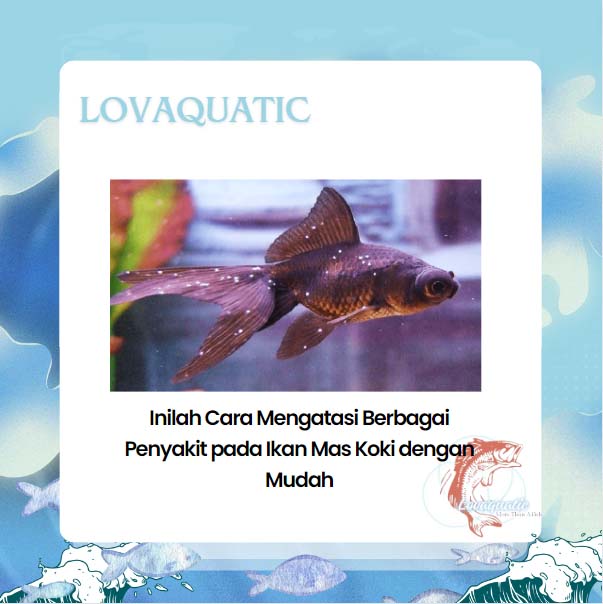 Ketahuilah Jenis Penyakit pada Ikan Mas Koki dan Cara Perawatanya