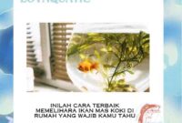 Inilah Cara Terbaik Memelihara Ikan Mas Koki di Rumah yang Wajib Kamu Tahu