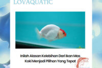 Inilah Kelebihan Dari Ikan Mas Koki yang Menjadi Pilihan Tepat Buat Kamu!