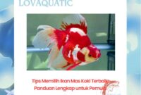 Tips Memilih Ikan Mas Koki Terbaik Agar Mendapatkan Ikan yang Berkualitas