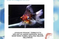 Jangan Panik! Ternyata Inilah Alasan Kenapa Ikan Mas Koki Kamu Saling Kejar-Kejaran