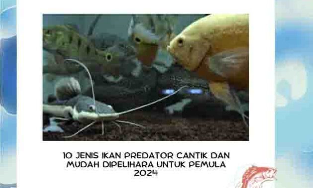 10 Jenis Ikan Predator Cantik dan Mudah Dipelihara untuk Pemula 2024