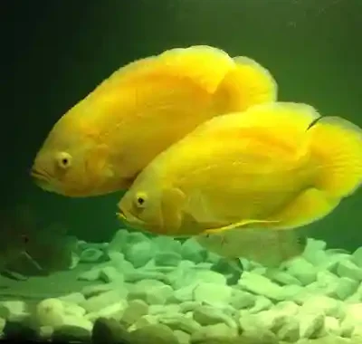 Jenis Ikan Oscar dan Harga
