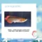 Fakta Tentang Ikan Arwana Super Red yang Mungkin Belum Kamu Ketahui