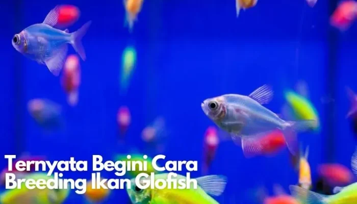 Wow! Begini Cara Breeding Ikan Glofish Sekali Ternak Dapat Ratusan Ekor!