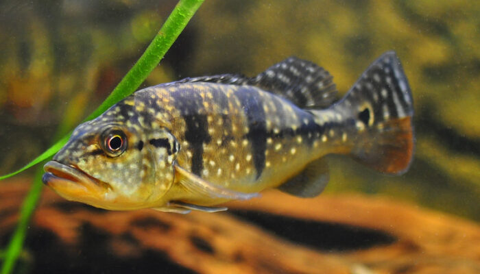 Jenis ikan pbass dan harganya